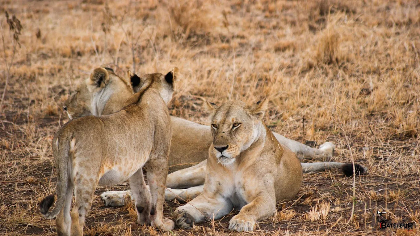 Mikumi National Park